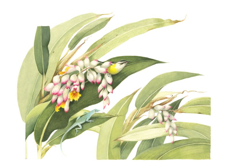 Flowering Ginger by Marjolein Bastin