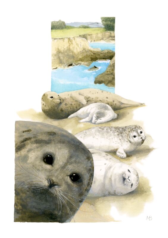 Harbor Seals at The Sea Ranch by Marjolein Bastin