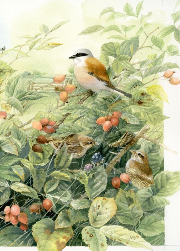 Red-backed Shrike Anniversary