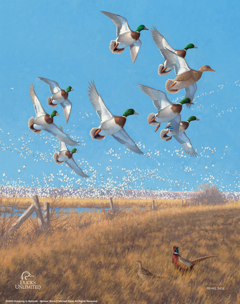 Courtship Flight - Mallard