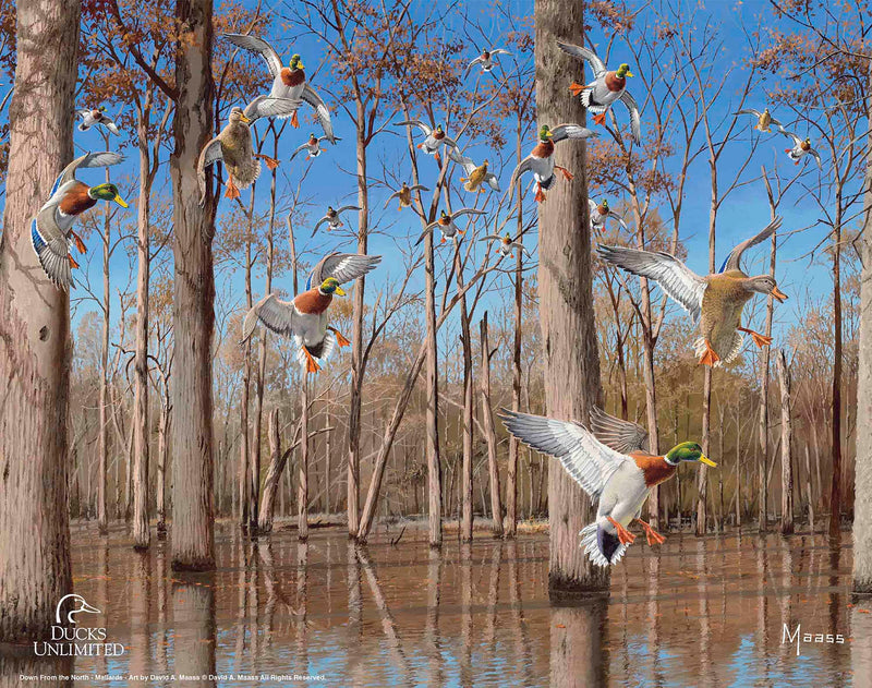 Down from the North - Mallards