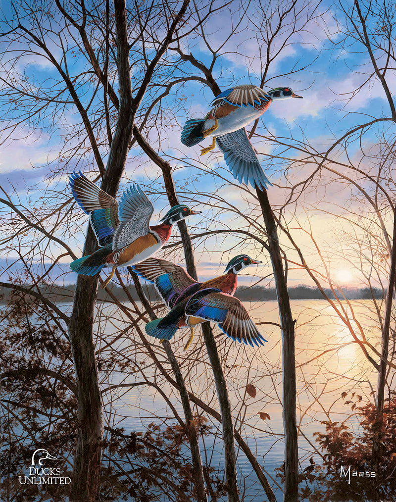 Daybreak Descent - Canada Geese