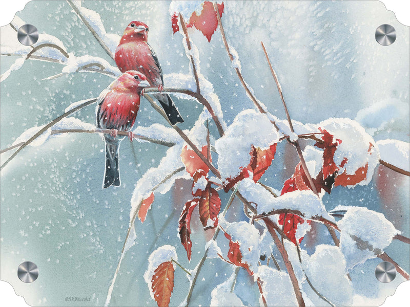 Blizzard House Finches