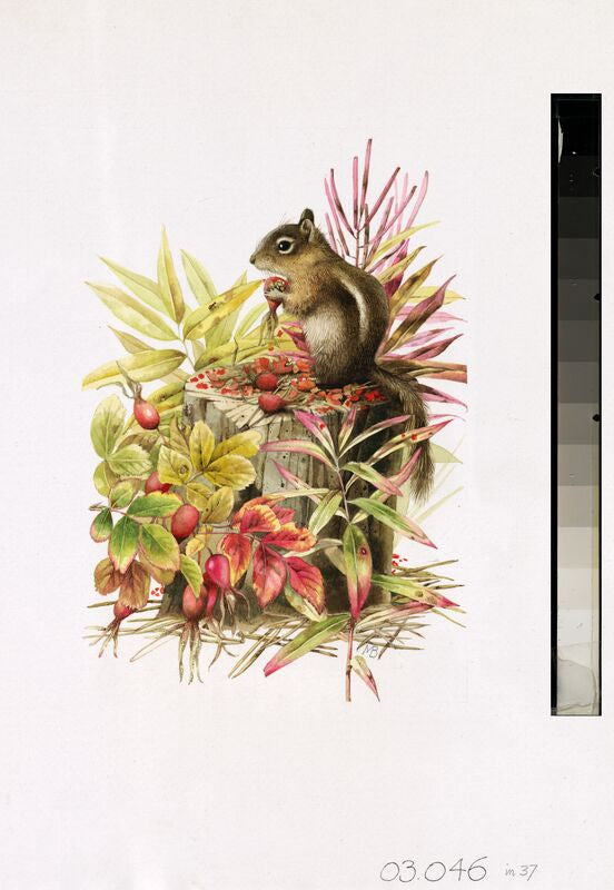 Colorado's Mantled Squirrel