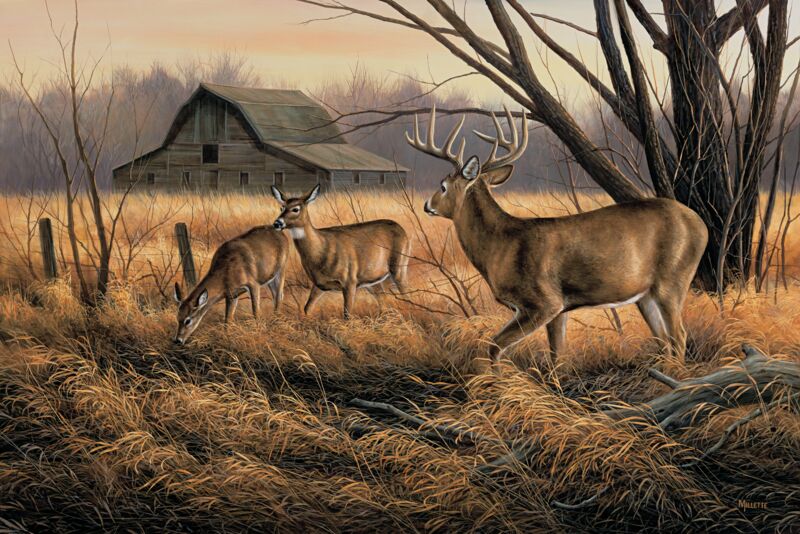 Abandoned Farmstead—Whitetail Deer by Rosemary Millette