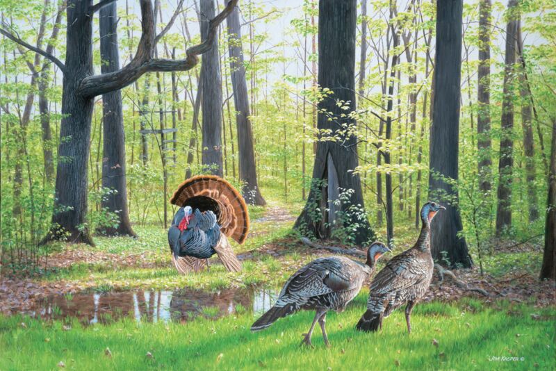 After the Rain—Turkeys by Jim Kasper