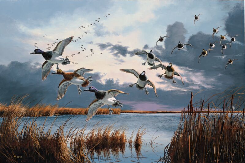 After the Squall—Bluebills by David A. Maass