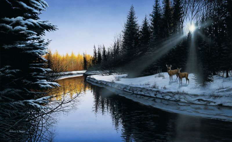 An Evening In Wisconsin - Whitetail Deer AKA An Evening Along the River by Anthony Padgett