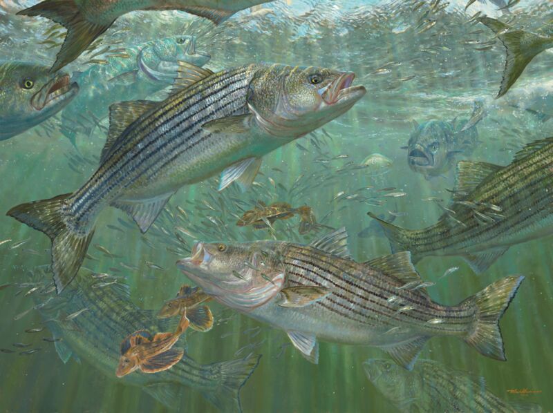 Atlantic Blitz - Striped Bass by Mark A Susinno