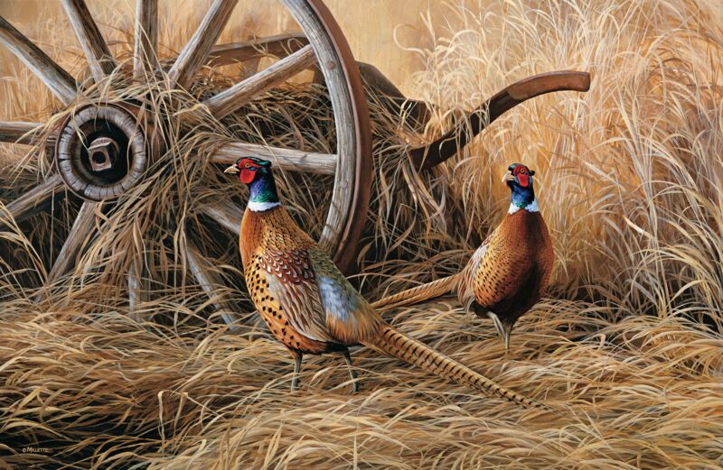 Autumn Glow - Pheasants by Rosemary Millette