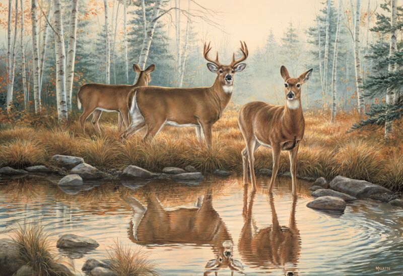 Autumn Reflections - Whitetail Deer by Rosemary Millette