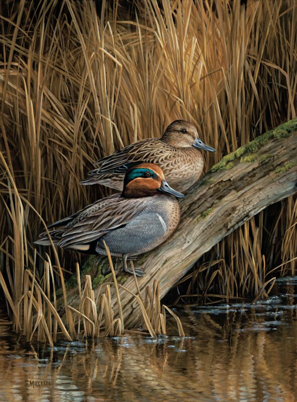 Backwaters—Green—Winged Teal by Rosemary Millette