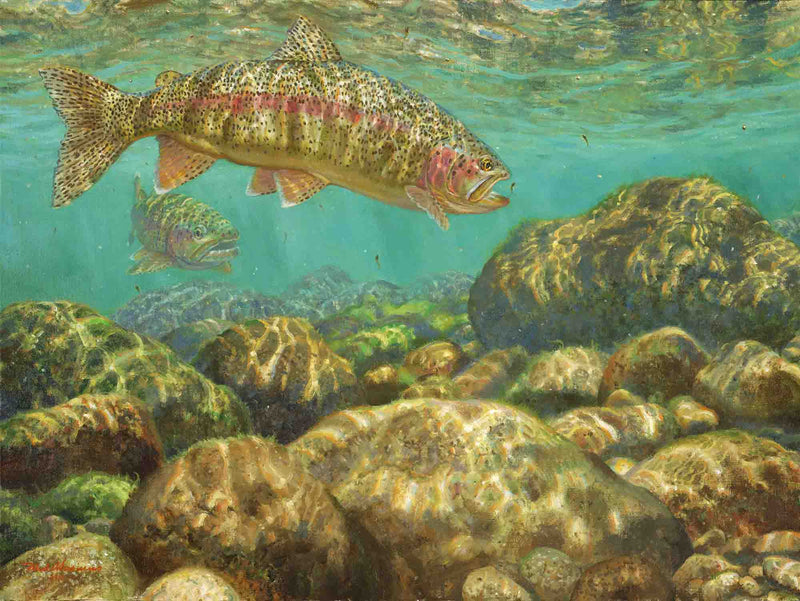 Baetis Feast-Rainbow Trout