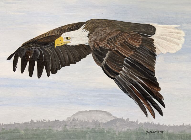 Bald Eagle Flying bent wing by Joyce Wilking