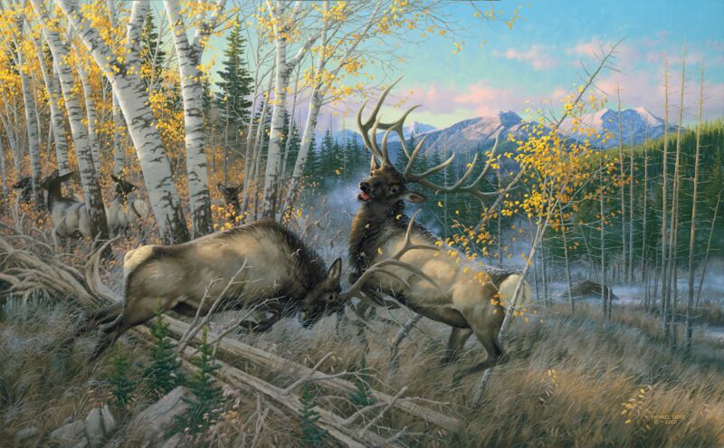 Battling Bulls - Elk by Michael Sieve