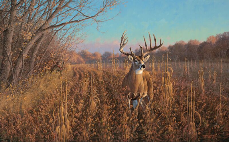 Beanfield Buck - Whitetail Deer