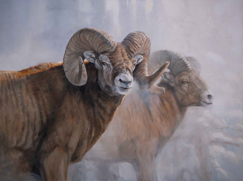 Bighorns In The Mist