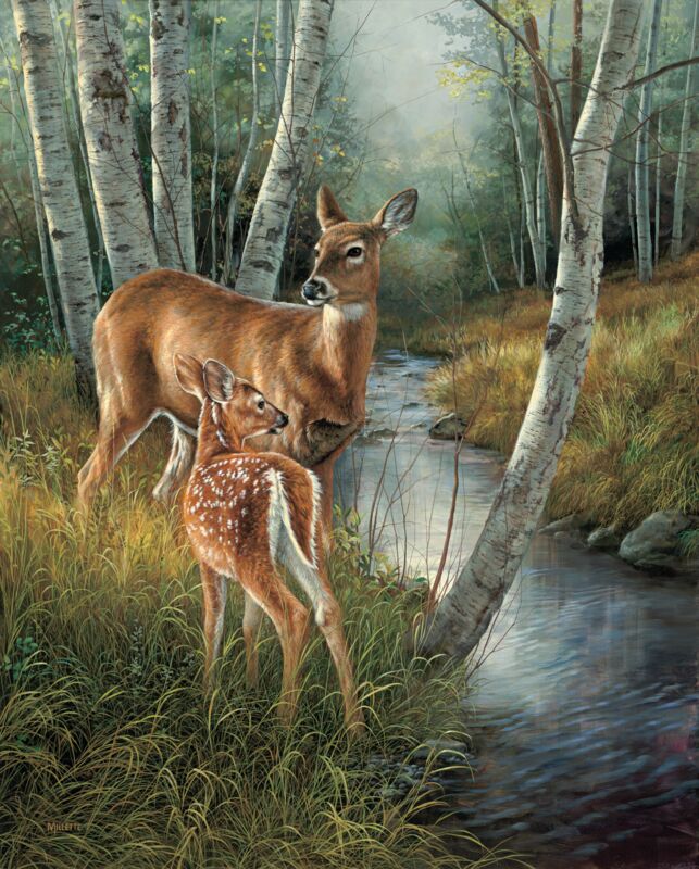 Birch Creek—Whitetail Deer by Rosemary Millette