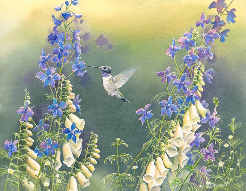 Black Chinned Hummingbird with Foxglove & Delphinium by Susan Bourdet