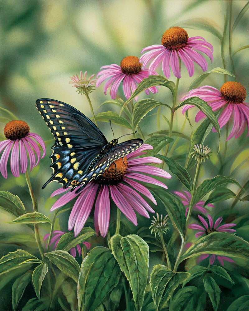 Black Swallowtail Butterfly