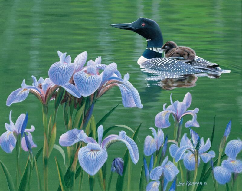 Blue Flag—Loon by Jim Kasper