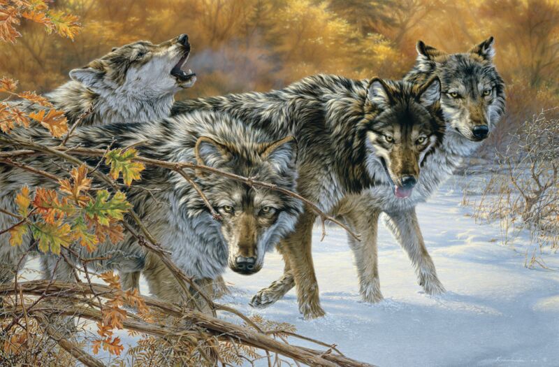 Body Language - Timberwolves by Lee Kromschroeder