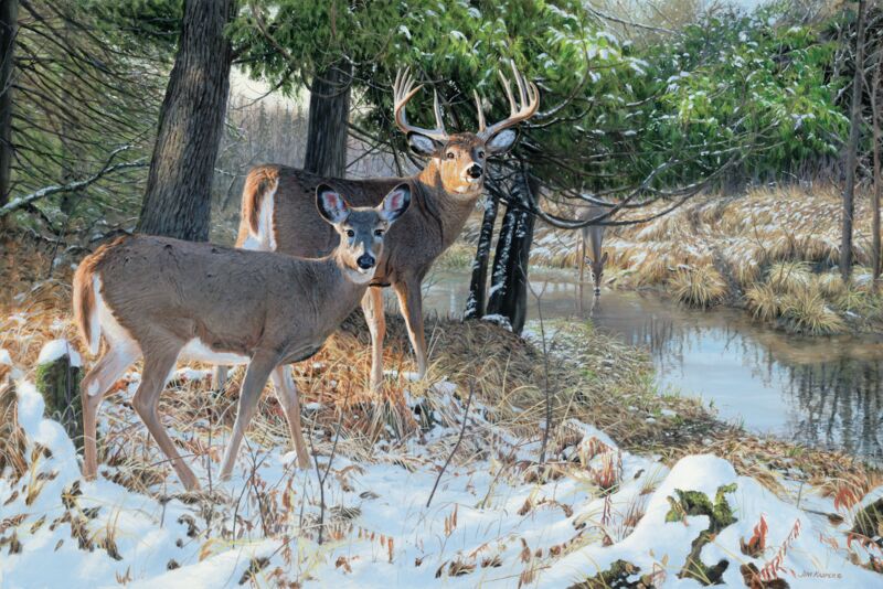 Bottomland Monarch - Whitetail Deer by Jim Kasper