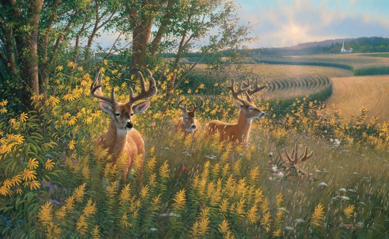 Boys of Summer - Whitetail Deer