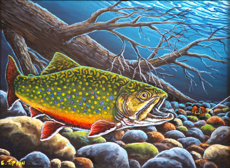 Brooky On The Attack