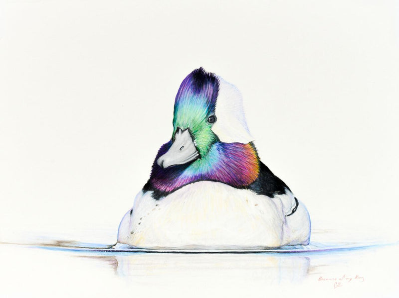 Bufflehead Study