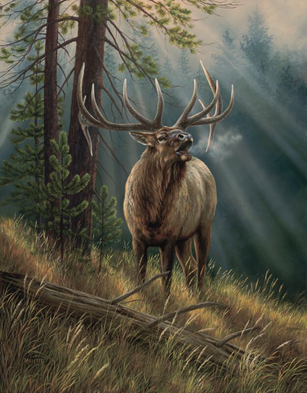 Calling all Challengers—Elk by Rosemary Millette