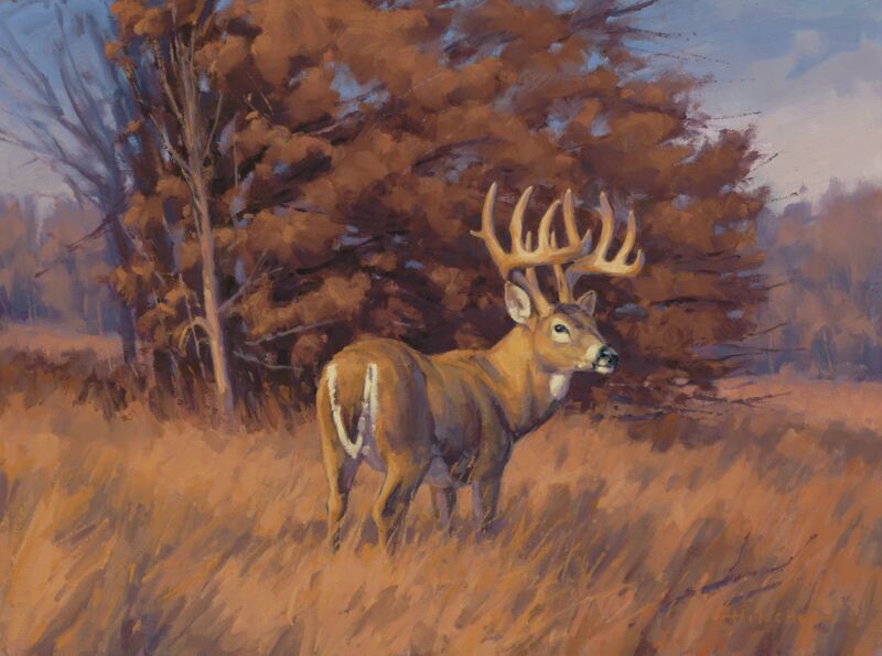 Checking the Rub Line—Deer by Tony Hilscher