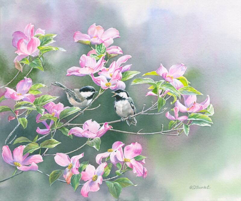 Chickadees in Dogwood by Susan Bourdet