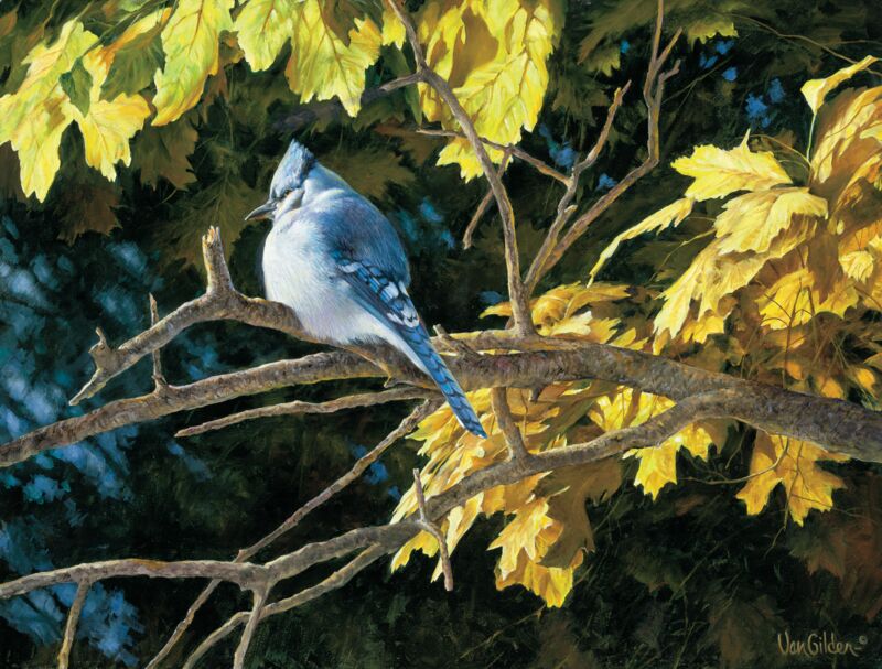Chill in Air—Bluejay by Ron Van Gilder