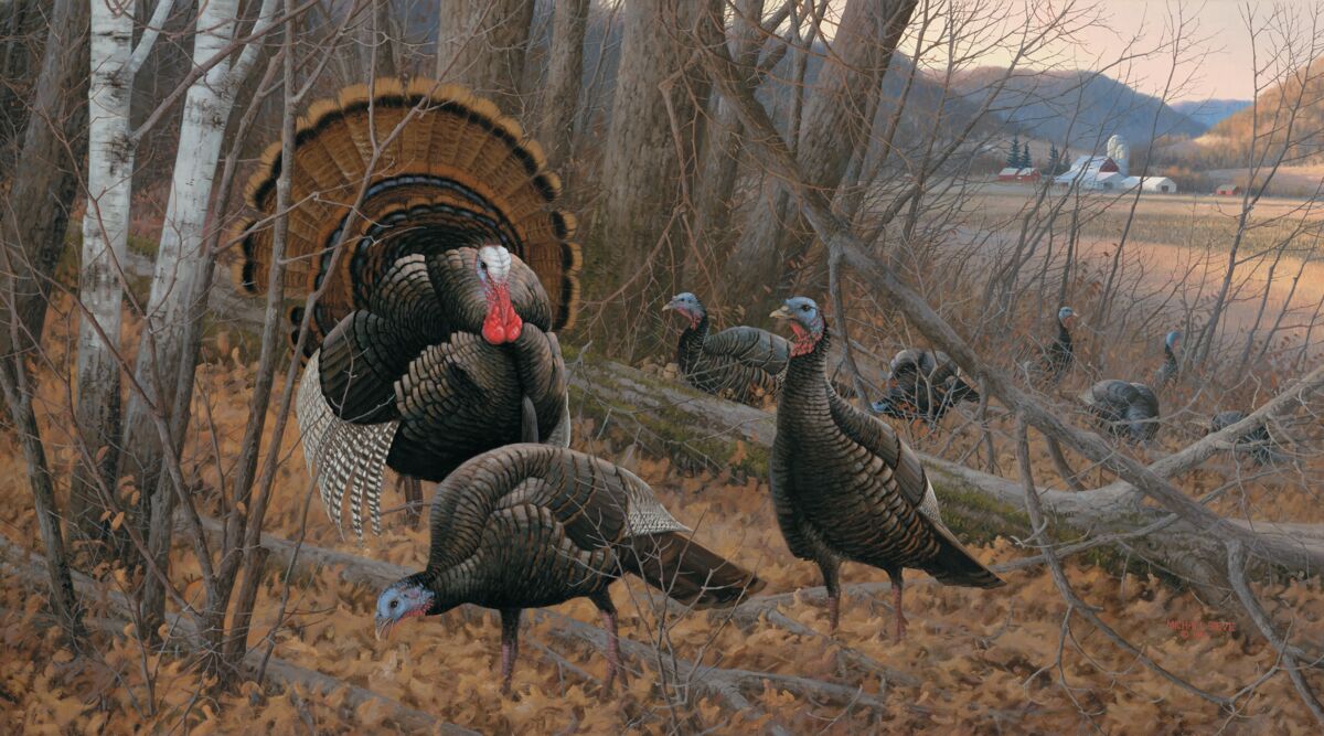 Shop Chisholm - Turkey From Wild Wings