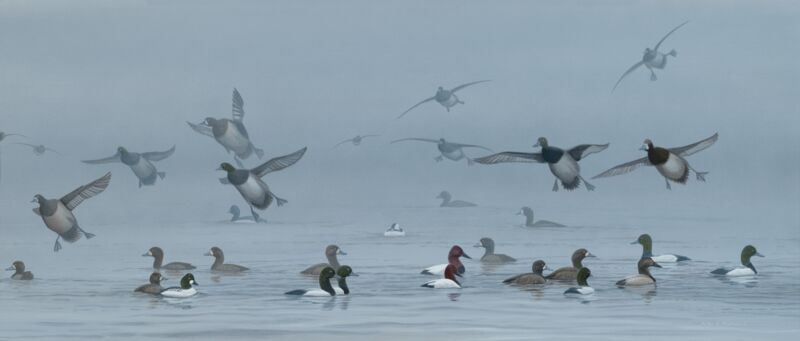 Columbia River—Scaup by Peter Mathios