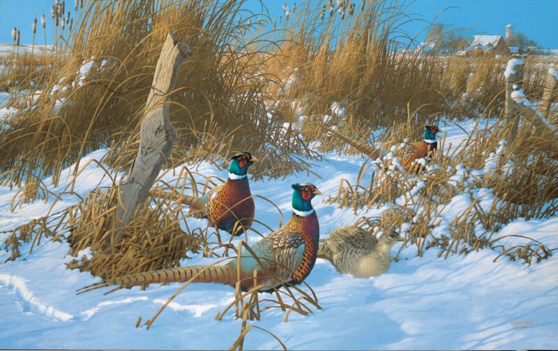 Corner Post Refuge—Pheasants by Michael Sieve