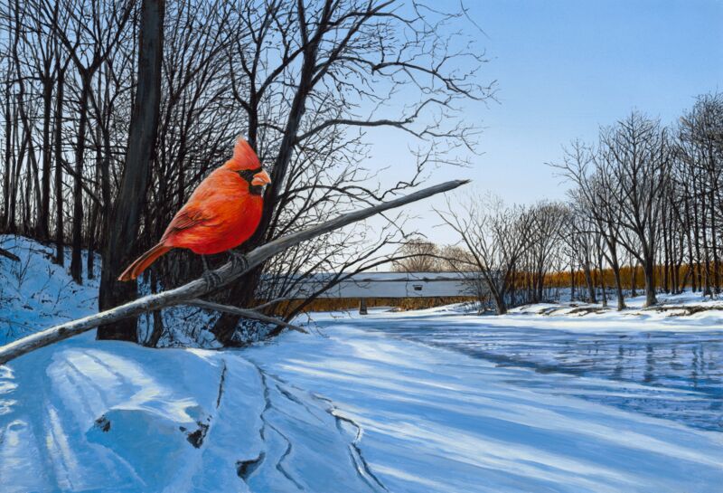Creekside Perch—Cardinal by Anthony Padgett
