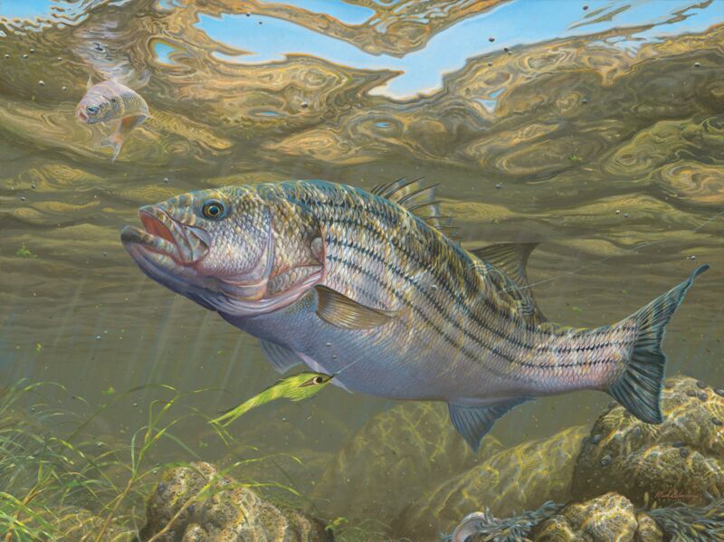 Decisions - Striped Bass by Mark A Susinno