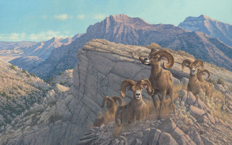 Desert Kings—Desert Bighorns by Michael Sieve
