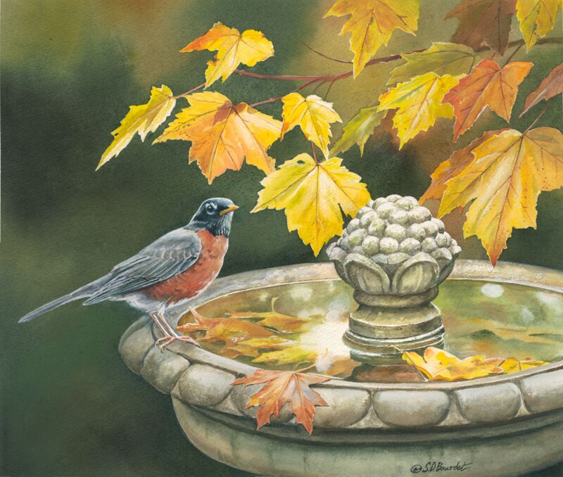 Dip or Sip—Robin by Susan Bourdet