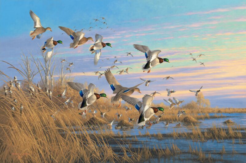 Dropping In—Mallards by Michael Sieve