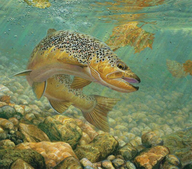 Duped—Brown Trout by Mark A Susinno
