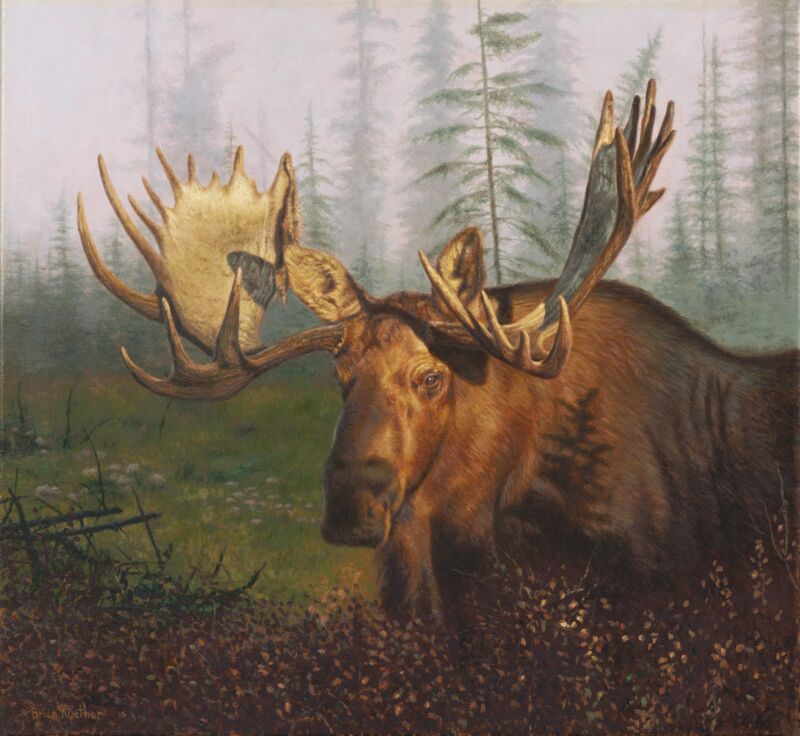 Early Morning Moose by Brian Kuether