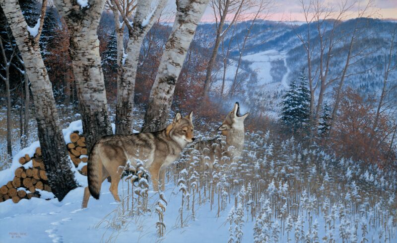 Eastward Bound—Coyotes by Michael Sieve