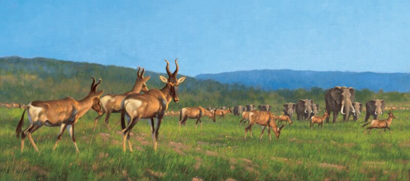 Elephants & Red Hartebeest by Michael Sieve