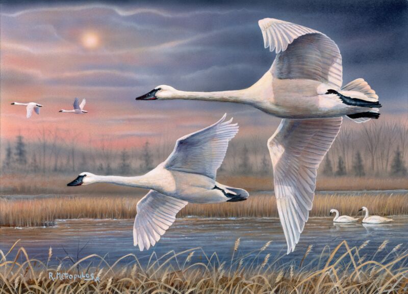 Evening Flight—Trumpeter Swans by Bob Metropulos