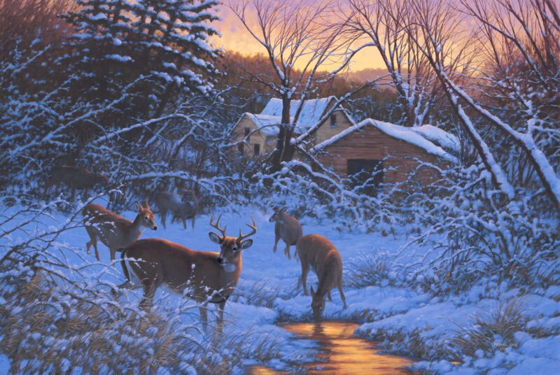 Evening Light - Whitetail Deer by Michael Sieve