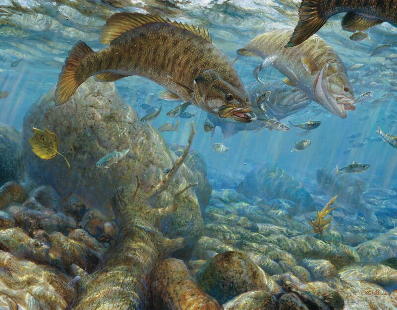 Fall Frenzy-Smallmouth Bass by Mark A Susinno