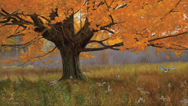 Fall Splendor-Eastern Bluebird by Brian Kuether